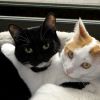 cuddle_cat