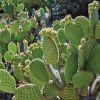 a_cactus