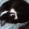 cuddlebug6