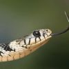 Jcobravenom11