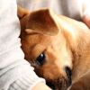 CuddlistYYJ