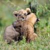 Huggiesfrever