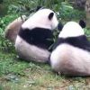 dka