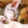 cudddll