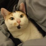 DianaCat