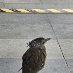 Birdiesan