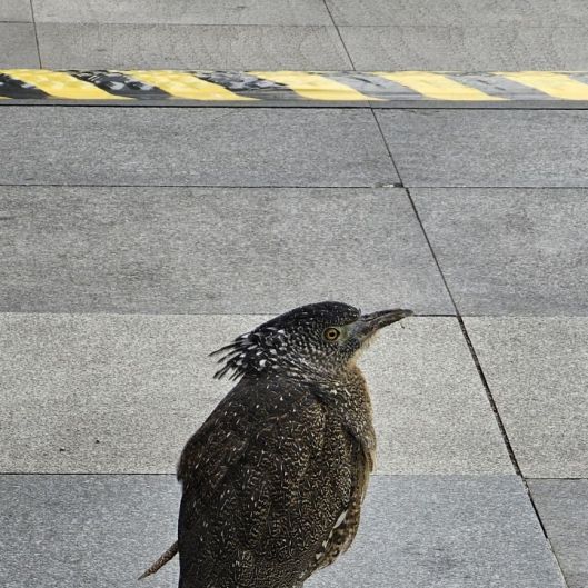 Birdiesan
