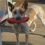 NWK86