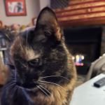 soulcat23