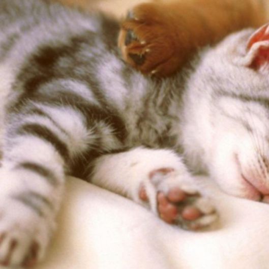 cudddll