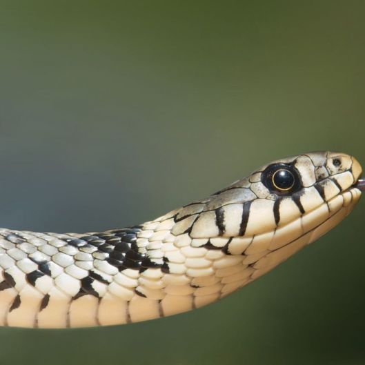 Jcobravenom11