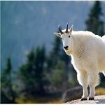 mtgoat84