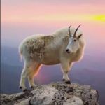 mtgoat84