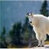 mtgoat84