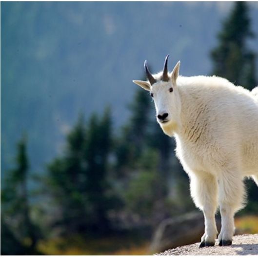 mtgoat84