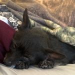 Cozette_Comfy