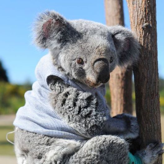 BlueKoala