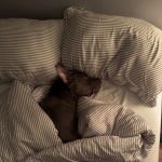 cuddlebudbklyn