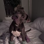 cuddlebudbklyn