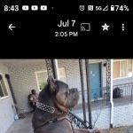 NyQueen