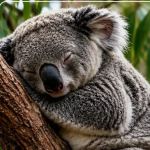 MaleKoala_nyc