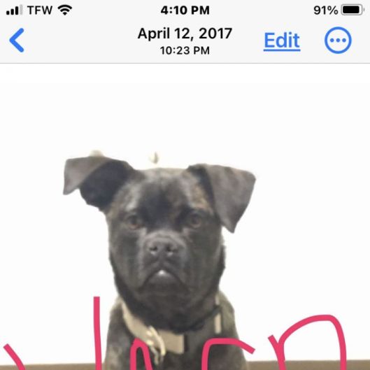 WasrDog