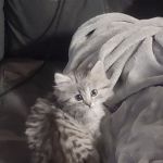 Whatthefox