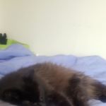 SoftNeko
