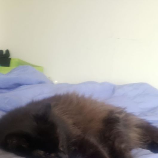 SoftNeko's picture 4 of 6
