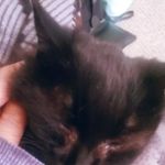 SoftNeko