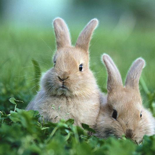 Cuddlebunnie84