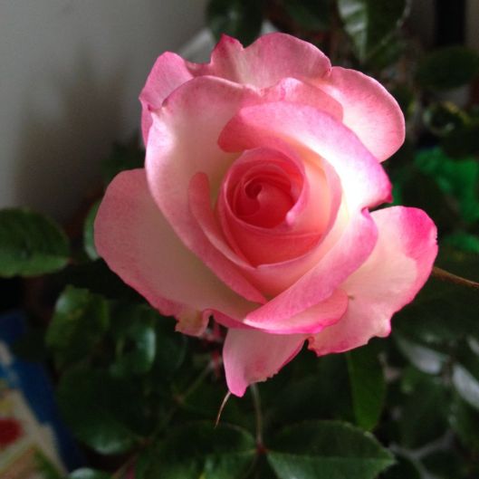 latinrose Picture