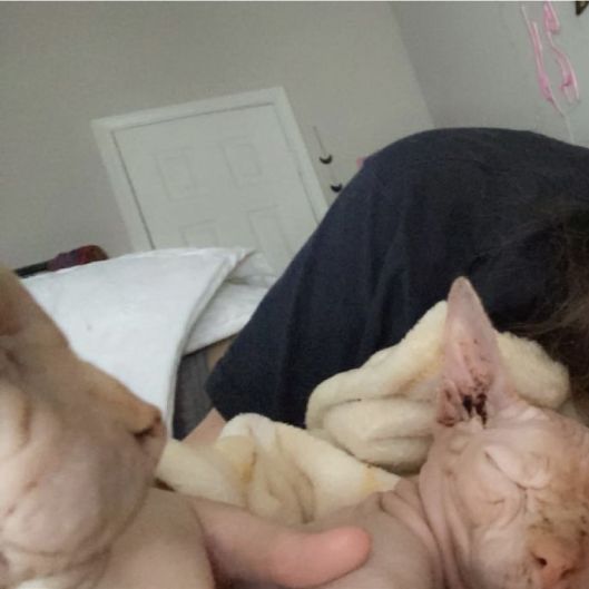 Kittycuddlesss's picture 3 of 4