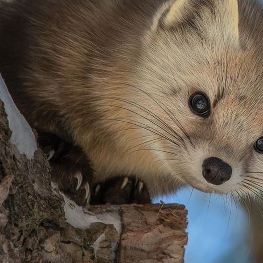 forgetfulmarten