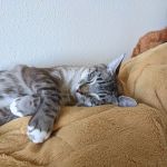 cuddlebug2989
