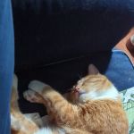 CuddlewithDez