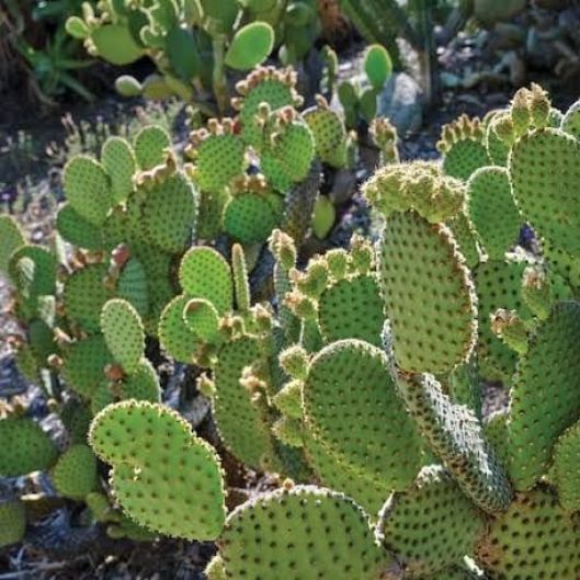 a_cactus