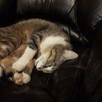 Cuddle_Amor
