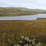 kosegutt