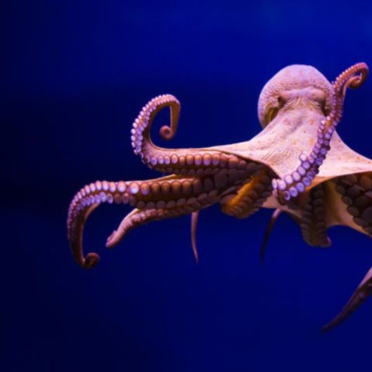 DeepDiver