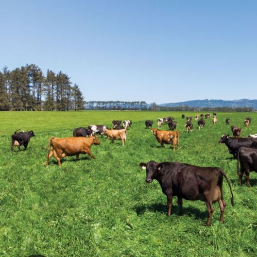 hobbyfarmer