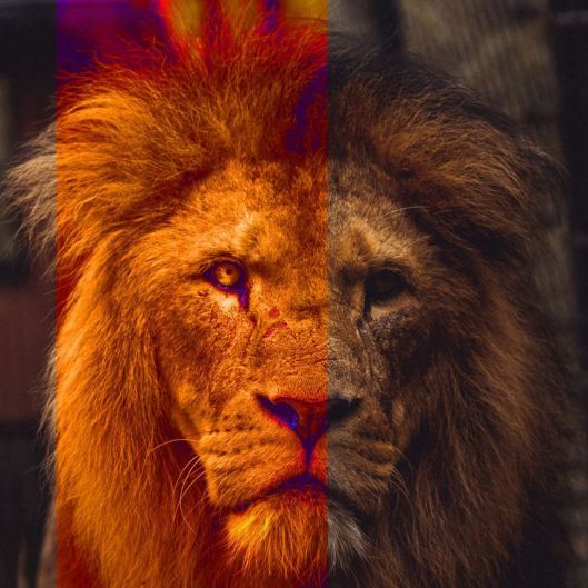 Lion13