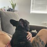 TattooSqueeze