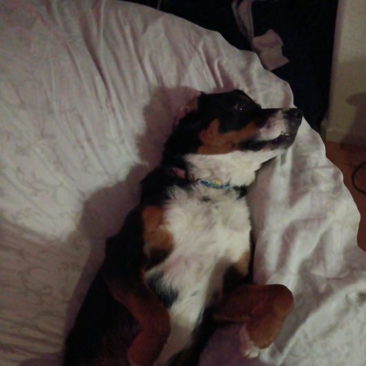 Pikablu's picture 2 of 5