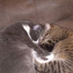 Snugglez4Life