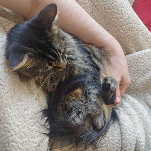 CatCuddler's picture 2 of 3