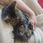 CatCuddler
