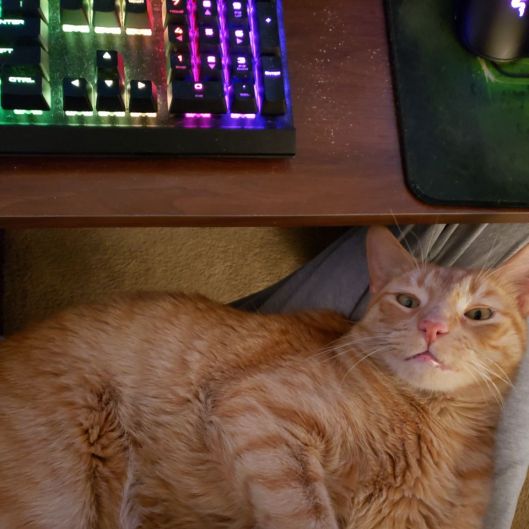Asmrcuddly's picture 3 of 8