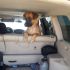 puppyloves30