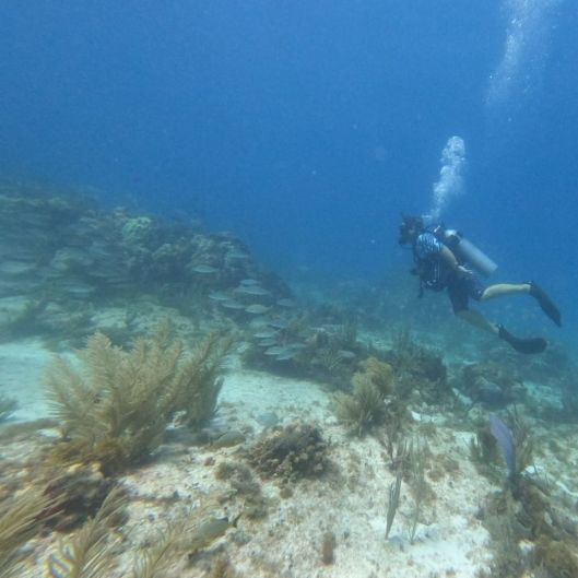 sharkravinmad's picture 5 of 5